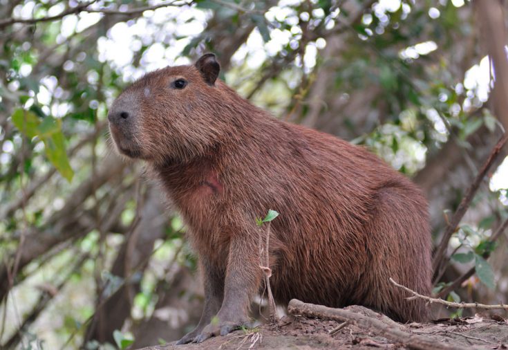 Капибара
