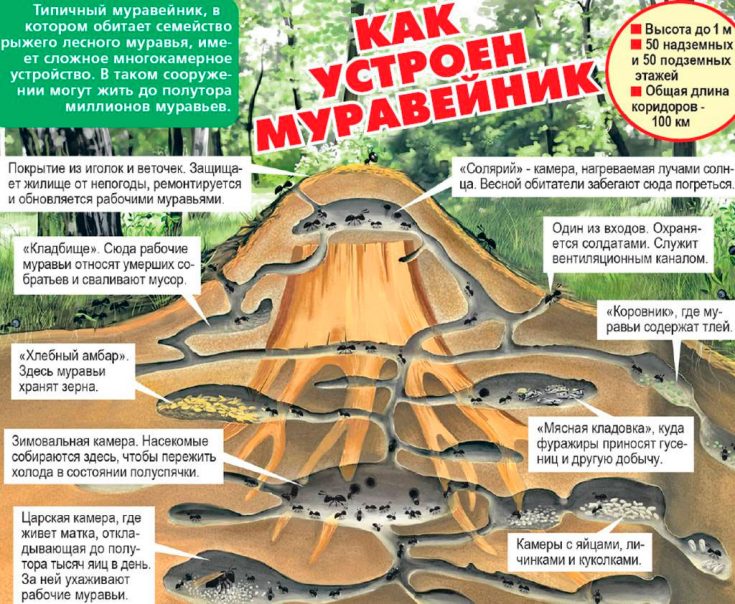 Как устроен муравейник