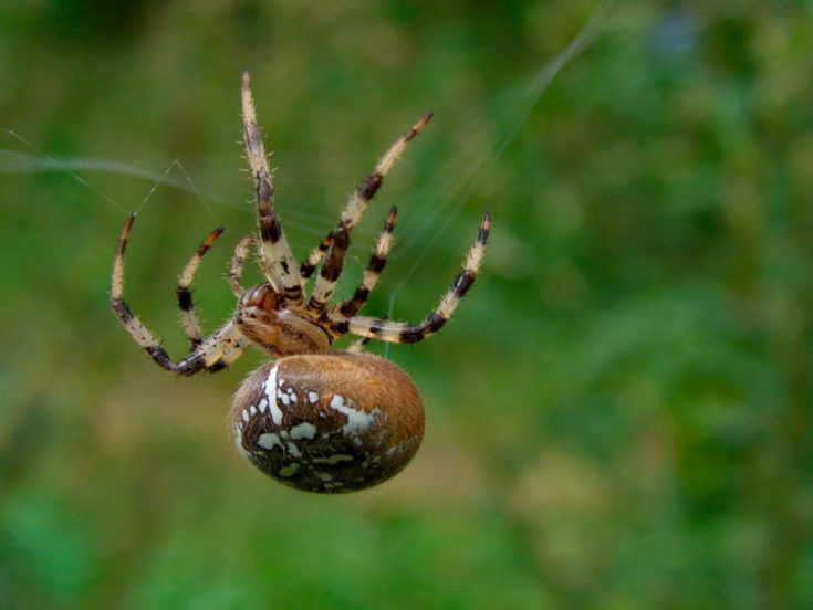 Образ жизни