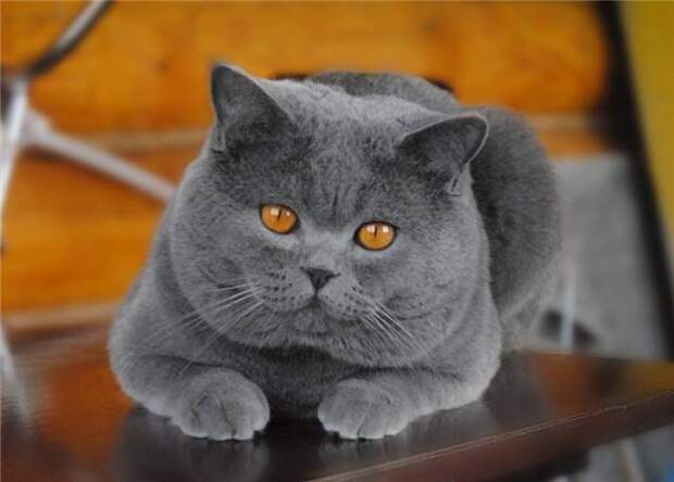 Кошка британская плюшевая фото