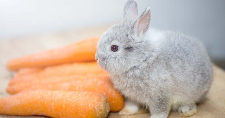 netherland dwarf bunny