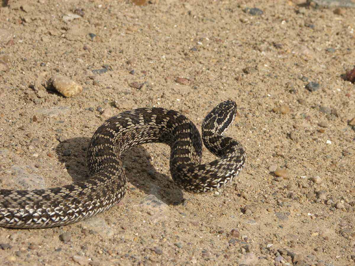 Змеи степного крыма. Степная гадюка (Vipera Renardi). Восточная Степная гадюка (Vipera (Pelias) Renardi). Желтобрюхий полоз (Dolichophis caspius). Восточная Степная гадюка Vipera Renardi (Christoph, 1861).