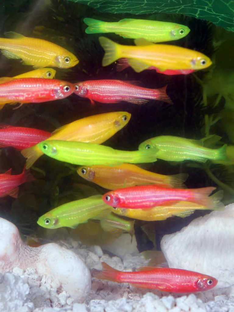 Самые неприхотливые аквариумные рыбки Данио рерио