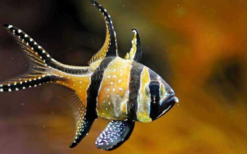 Самые неприхотливые аквариумные рыбки Кардинал