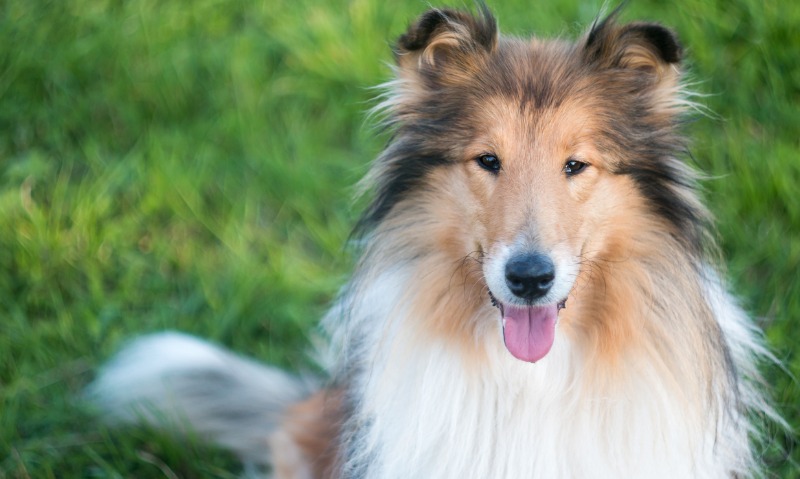 collie