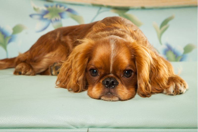english toy spaniel