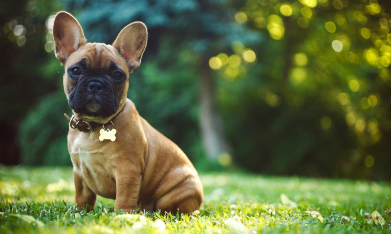 calm dog breeds french bulldog
