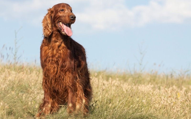 irish setter calm dog breeds