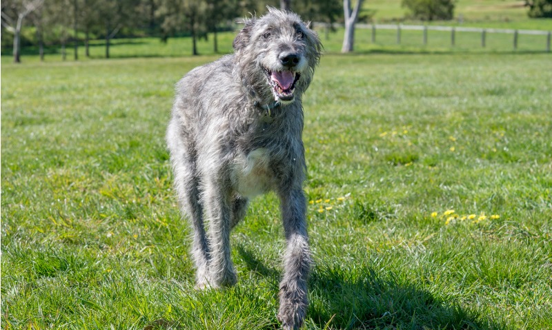 calming dog breeds irish wolfhound