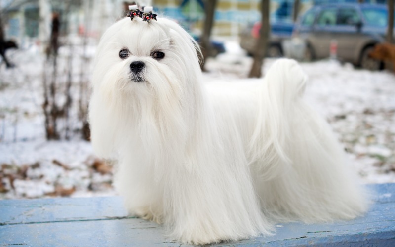 calm dog breeds maltese