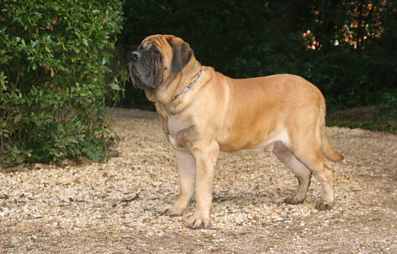 calm dog breeds mastiff 
