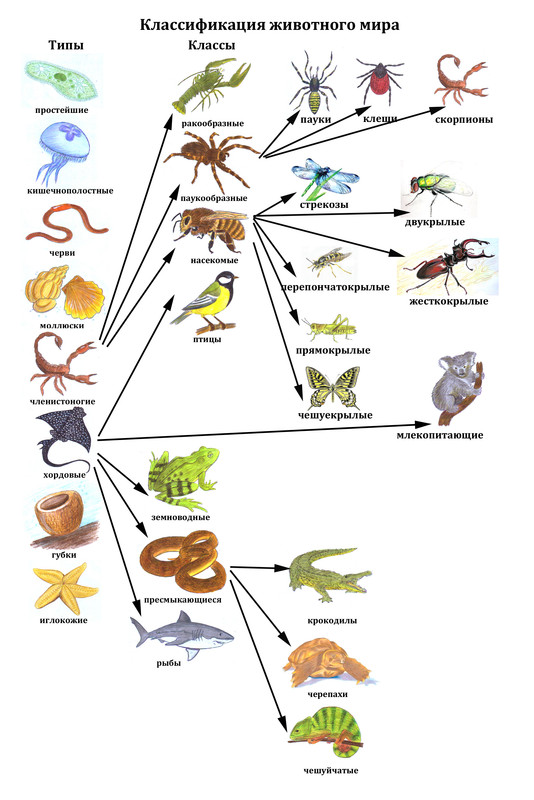 Биологическая классификация животных