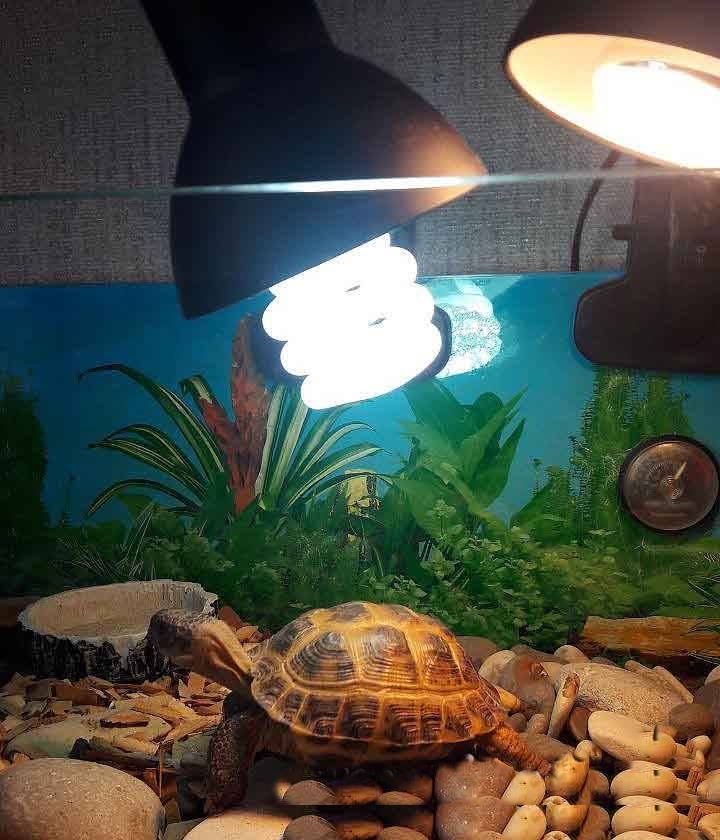 Ультрафиолетовые лампы для красноухих черепах. УФ лампа для красноухой черепахи. Ультрафиолетовая лампа для черепах красноухих. Лампа для черепахи красноухой. Лампа для аквариума черепахи красноухой.