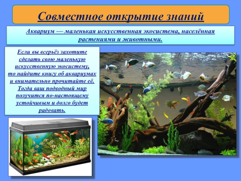 Какие организмы живут в аквариуме 5 класс