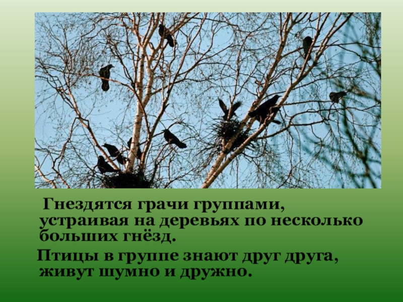 2 предложения о грачах. Гнездо Грача. Грачиные гнезда на деревьях. Птичье гнездо на дереве. Грачи на дереве.