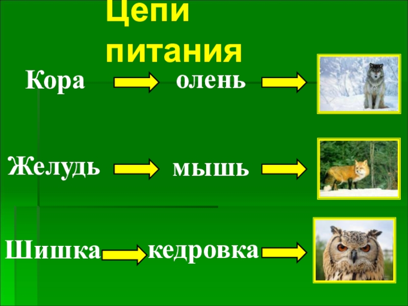 4 пищевые цепочки. Цепь питания в лесу. Пищевая цепочка леса. Цепи питания лесов. Цепочка питания животных.