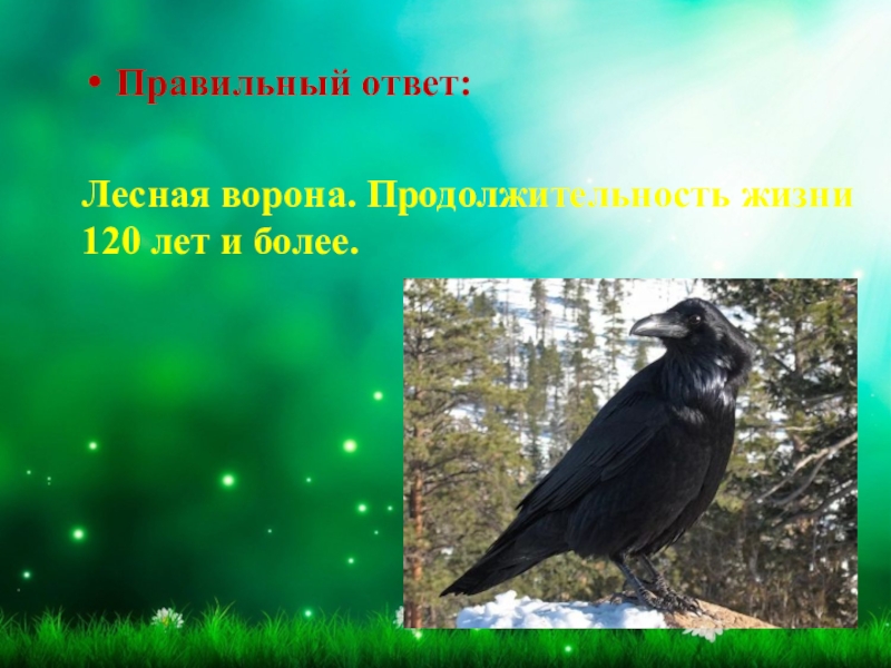 Сколько ворон. Ворон Продолжительность жизни. Продолжительность жизни вороны. Ворога Продолжительность жизни. Срок жизни ворона.