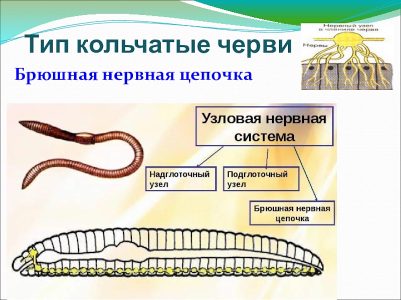 Тип кольчатые представители