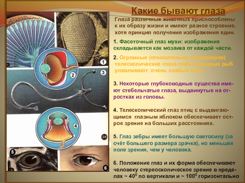 Разбор глаза. Органы зрения животных. Зрение человека и животных. Строение глаз человека и птицы. Органы зрения млекопитающих.