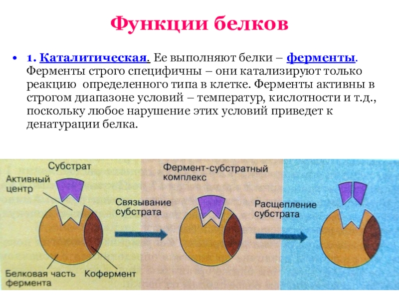 Каталитическая функция белков. Белки структура функции ферменты. Белки каталитическая функция. Амилаза функция белка. Ферментативно каталитическая функция белков.