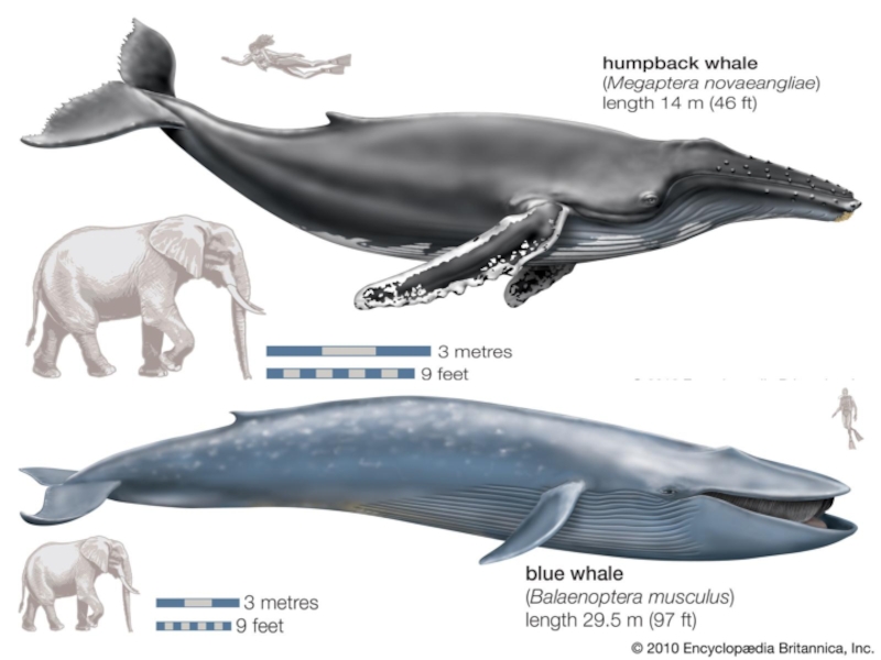 Длина синего кита. Голубой кит Размеры и вес. Кит Горбач вес. Голубой кит Размеры. Горбатый и синий кит Размеры.