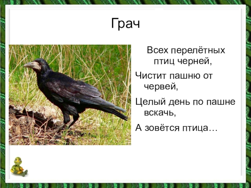 Грач написание. Грач Перелетная ли птица. Информация о Граче. Грач описание. Сведение о Граче.