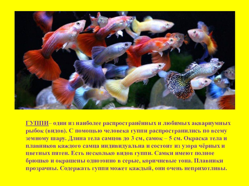 Описание рыбки. Родина гуппи аквариумные рыбки. Рыбки гуппи описание. Гуппи аквариумная рыбка краткое описание. Проект рыбки гуппи.