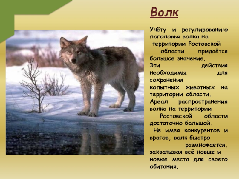 Описание серого волка. Животные из красной книги Ростовской области. Животные Ростовской области занесенные в красную. Дикие животные Ростовской области. Животные Ростовской области описание.