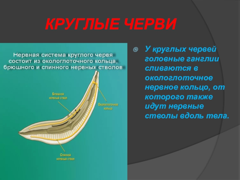 Какая система у круглых червей. Структура круглых червей. Окологлоточное нервное кольцо у круглых червей. Круглые черви внешнее строение. Форма тела круглых червей.