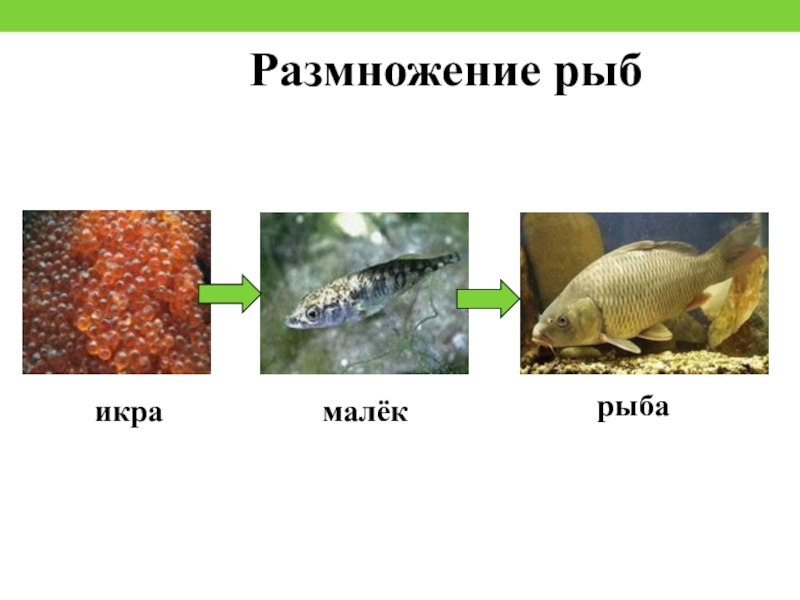 Размножение животных рыбы. Икринка малек рыба. Схема развития рыбы. Этапы размножения рыб. Этапы развития рыбы.