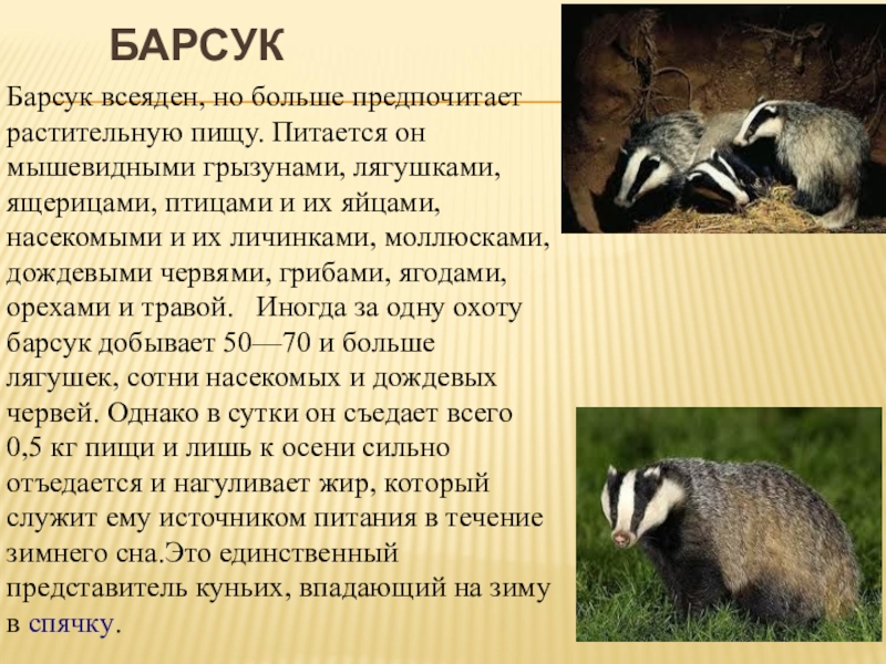 Барсук класс. Барсук в Астраханской области красная книга. Барсук всеядный. Барсук обыкновенный красная книга Крыма. Европейский барсук красная книга Брянской области описание.