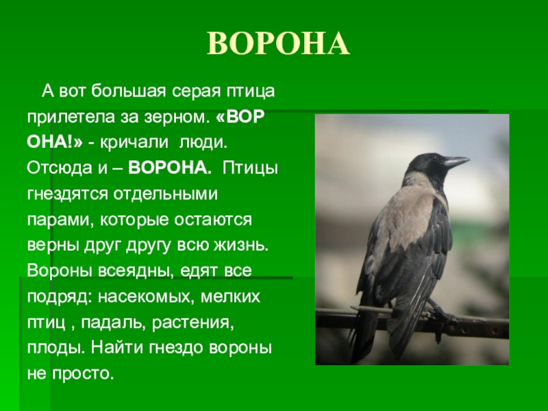 Сколько лет живут вороны в природе