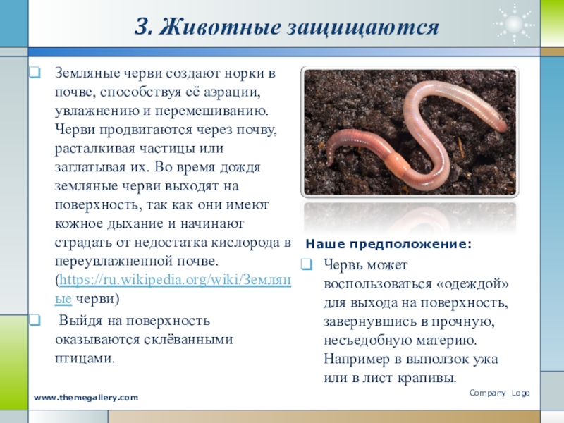 Польза червей. Дождевые черви в почве. Чем питается дождевой червь в природе. Сколько живут червяки дождевые. Классификация дождевого червя.