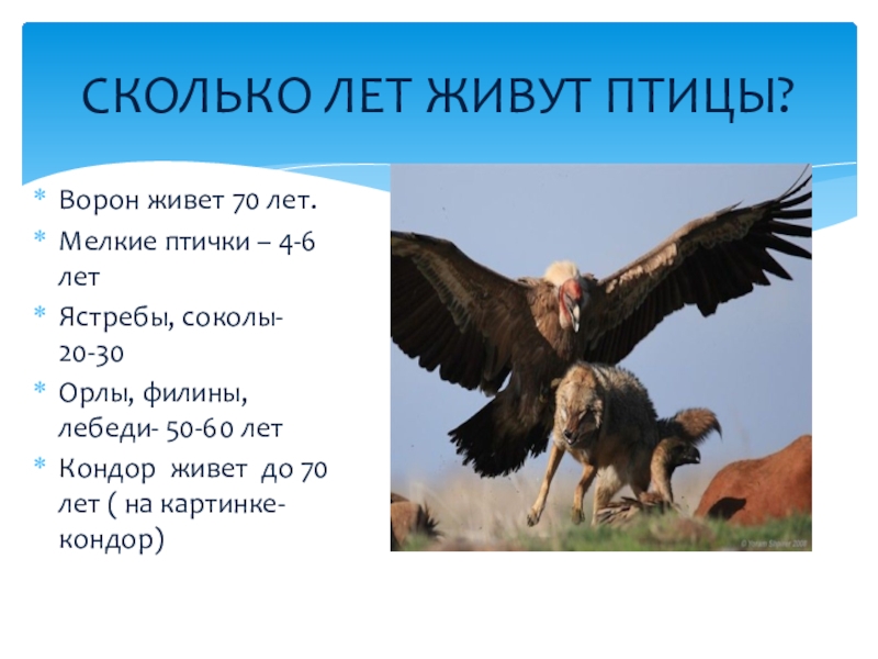 Ворон живет лет. Сколько лет живут вороны. Ворона птица сколько лет живет.