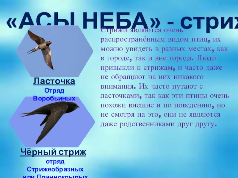 Сообщение о стрижах 4 класс литература. Стриж птица описание. Описание стрижа. Информация о Стрижах. Информация и интересные факты о Стрижах.