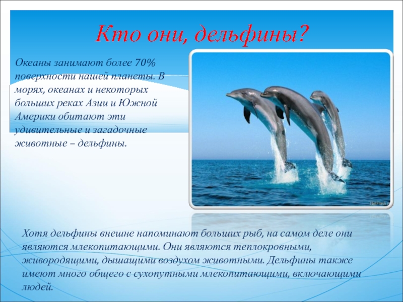 Дельфин какой класс. Описание о дельфине. Доклад о дельфине. Доклад про дельфинов. Презентация про дельфинов.