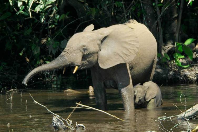 Африканские лесные слоны