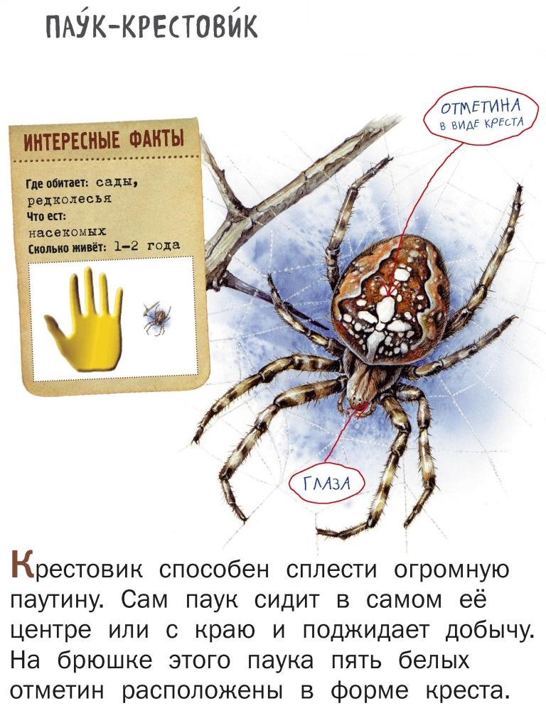 Опасен ли крестовик для человека. Паук крестовик описание 2 класс. Рассказ о пауке крестовике для 2 класса. Паук крестовик Домовой. Паук крестовик красная книга.