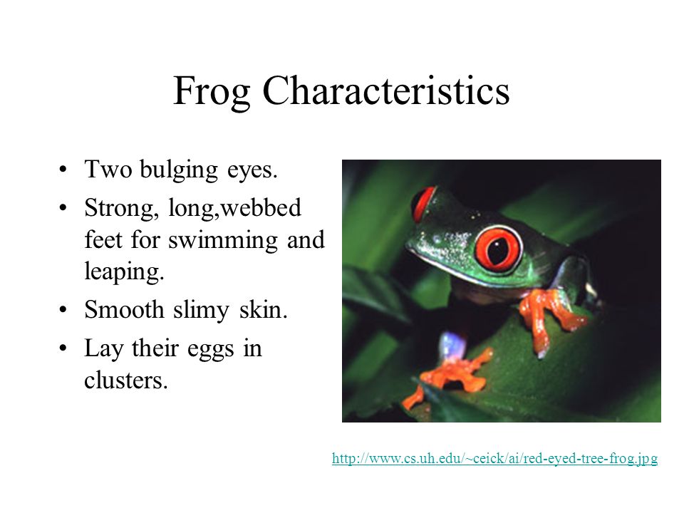 Frog Characteristics Two bulging eyes.