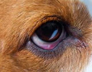 Травма глаза у собаки