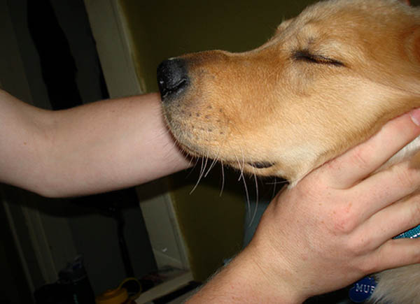 Опухший нос у собаки