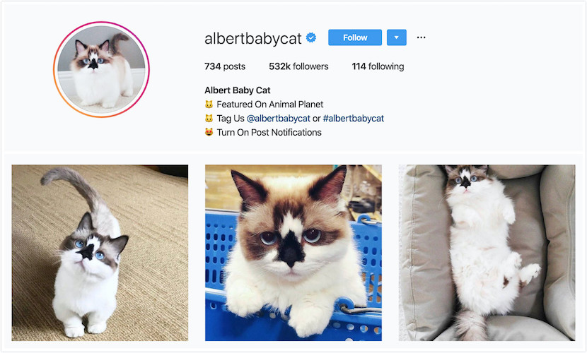 Instagram Profile of Albert Baby Cat