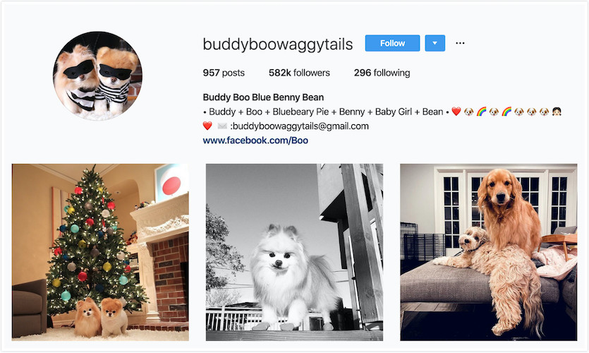 Instagram Profile of Buddy and Boo