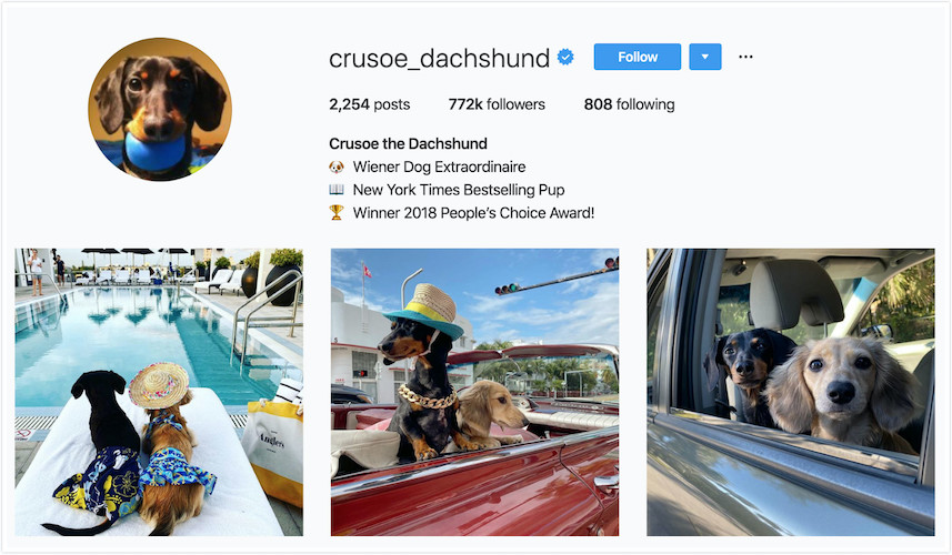 Instagram Profile Crusoe the Dachshund