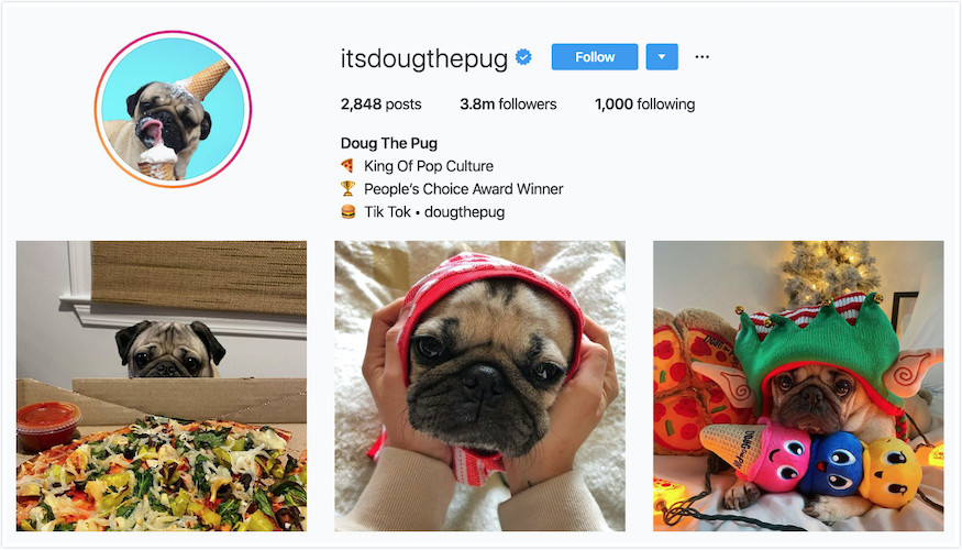 Instagram Profile of Doug The Pug