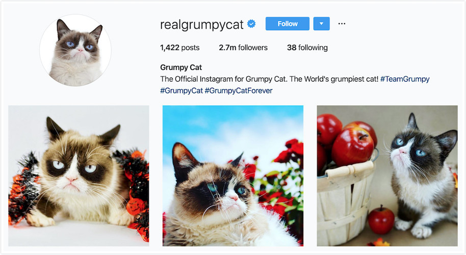 Instagram Profile of Grumpy Cat