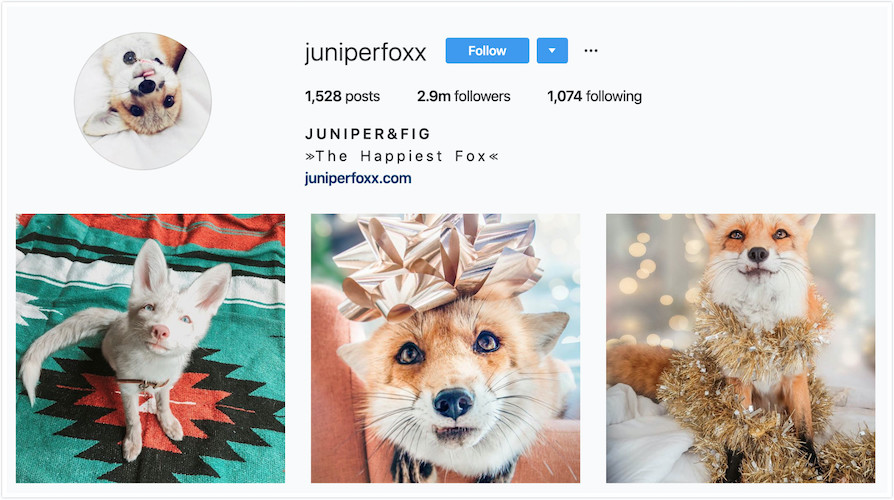 Instagram Profile of Juniper and Fig