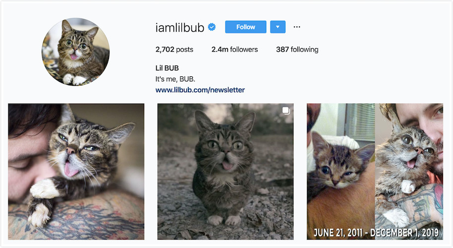 Instagram Profile of Lil BUB