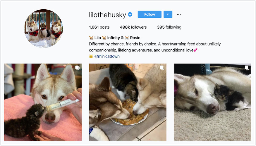 Instagram Profile of Lilo the Husky