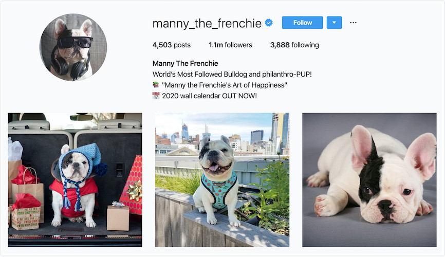 Instagram Profile of Manny The Frenchie